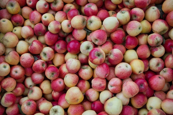 Top View Shot Lot Reddish Apples — Stock fotografie