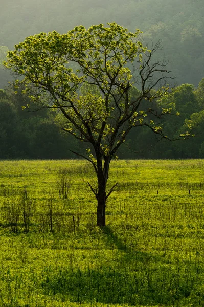 Vertical Shot Green Tree Great Smoky Mountains National Park — Stock Photo, Image