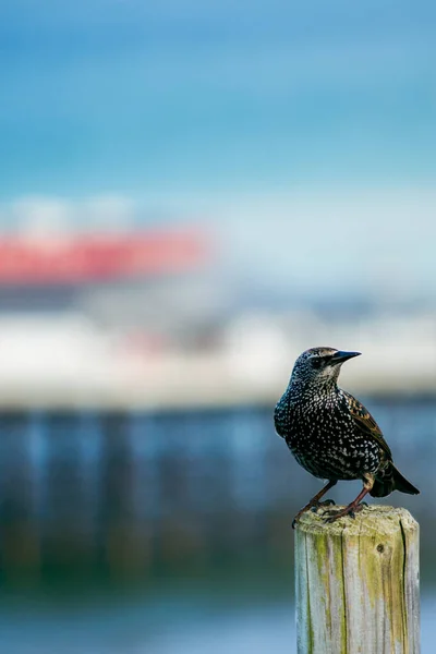 Een Verticaal Shot Van Een Common Starling — Stockfoto