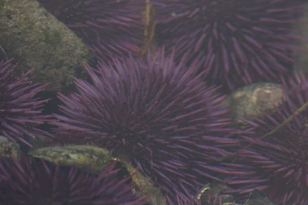Closeup Sea Urchin Underwater — 图库照片