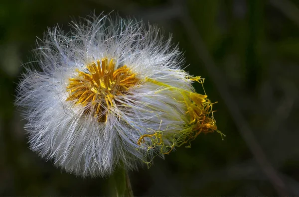 Closeup Fluffy Coltsfoot Tussilago Farfara Field — Φωτογραφία Αρχείου