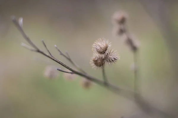 Primer Plano Una Planta Seca Sobre Fondo Borroso —  Fotos de Stock