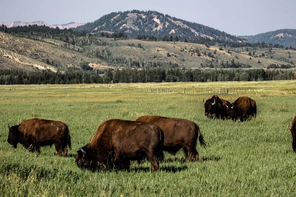 Groupe Bisons Bruns Sur Une Prairie Près Une Montagne — Photo