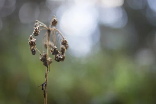 Tiro Close Uma Planta Seca Fundo Desfocado — Fotografia de Stock