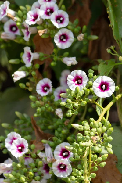 Plano Vertical Flores Brotes Petunia Blancos Morados Que Crecen Jardín —  Fotos de Stock