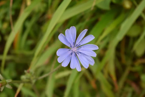 Ένα Κοντινό Πλάνο Από Ανοιχτό Μπλε Λουλούδι Cichorium Θολή Φόντο — Φωτογραφία Αρχείου