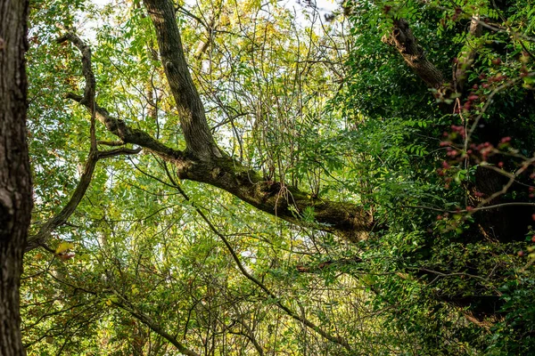 Uma Floresta Densa Com Árvores Verdes — Fotografia de Stock