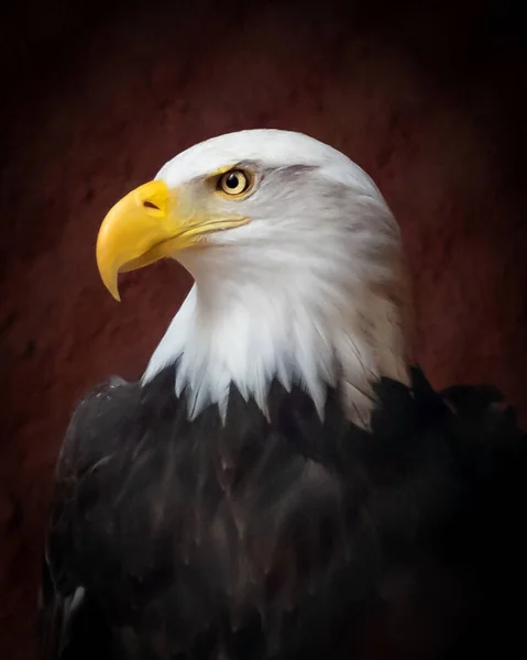 美国白头鹰的一幅肖像 — 图库照片