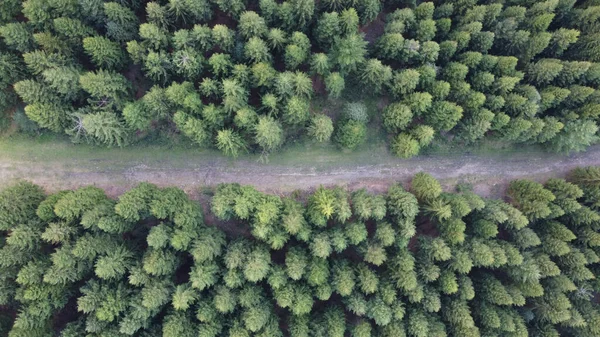 Ein Blick Von Oben Auf Eine Straße Durch Einen Kiefernwald — Stockfoto