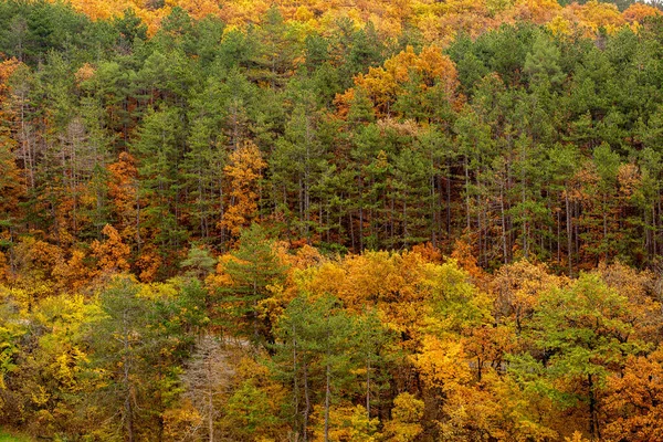 晴れた日にはカラフルな木々が美しい秋の景色 — ストック写真