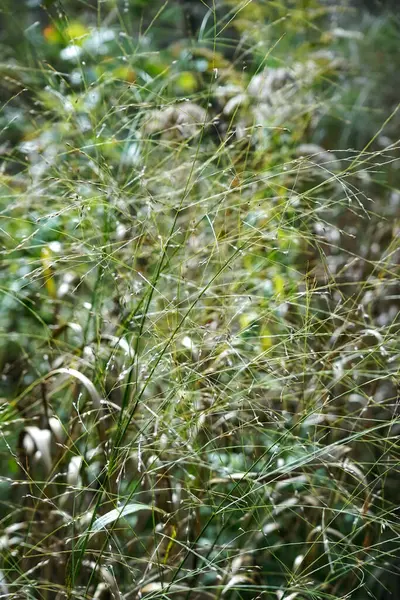 Vertical Shot Green Grass Field Sunlight Blurred Background — Photo