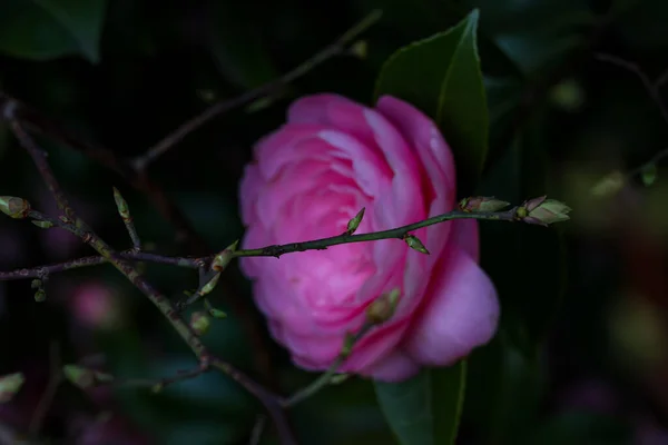 Closeup Pink Camellia Flower Green Leaves — Stok fotoğraf