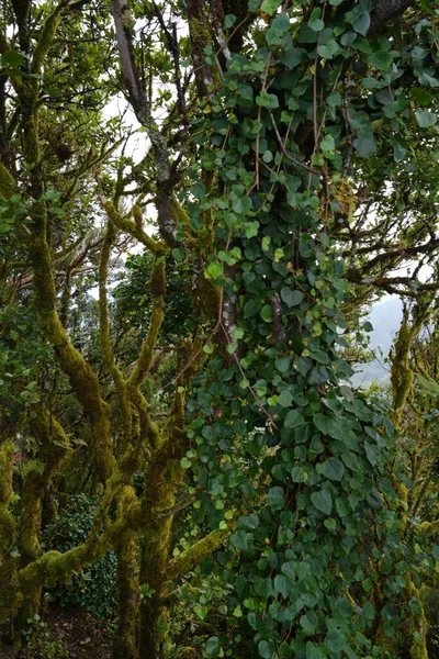Uma Vista Panorâmica Uma Árvore Com Folhas Verdes Uma Floresta — Fotografia de Stock