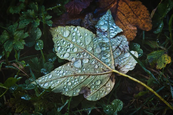 Strzał Bliska Spadającego Liścia Ziemię Kroplami Deszczu — Zdjęcie stockowe