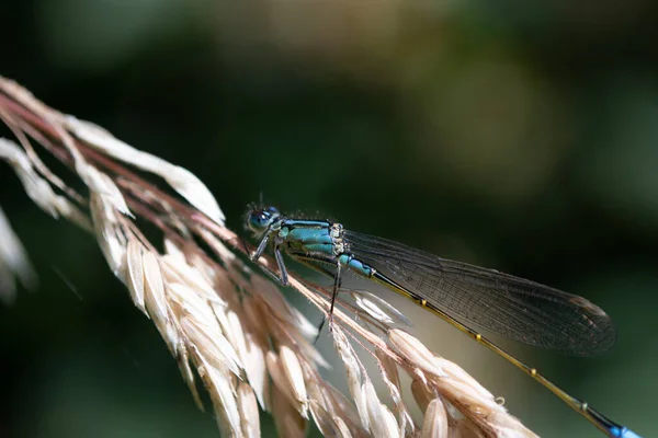 Closeup Shot Small Dragonfly Sitting Plant — Stockfoto