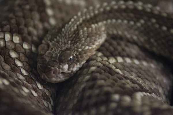 Tiro Seletivo Foco Uma Cobra Diamondback — Fotografia de Stock