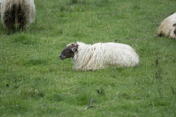 Strzał Światła Dziennego Owiec Spoczywających Trawie — Zdjęcie stockowe