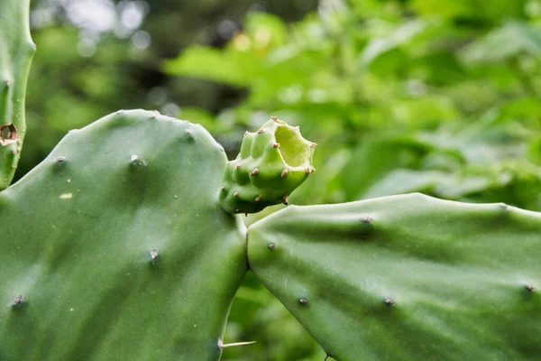Closeup Green Cactus Covered Sharp Spikes Botanical Garden — Stock Fotó