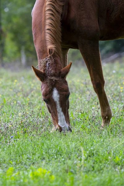 Vertical Shot Brown Horse White Forehead Grazing Field —  Fotos de Stock