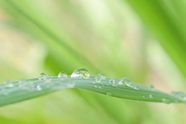 Tiro Close Gotas Água Planta Verde — Fotografia de Stock