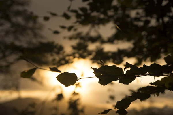Ağaç Dallarının Arasından Gün Batımının Güzel Bir Sahnesi — Stok fotoğraf