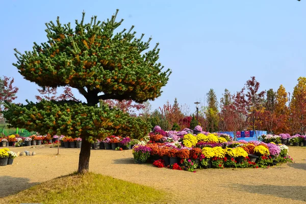 Beautiful Colorful Flowers Blossom Tree Yurim Park Daejeon South Korea — Zdjęcie stockowe