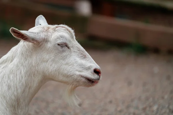 Closeup White Goat — Stok fotoğraf