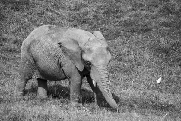 Plan Niveaux Gris Éléphant Marchant Dans Champ — Photo