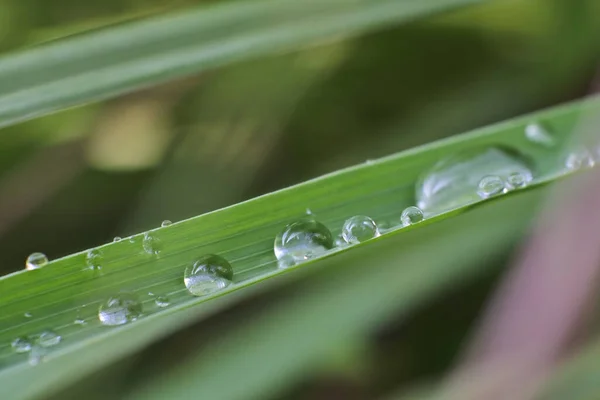 在绿色的植物上放了一小滴水滴 — 图库照片