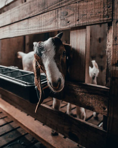 Goat Barn — стоковое фото