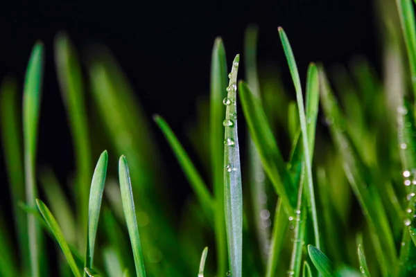 Closeup Drop Green Sprouted Wheat Plant — Stock Photo, Image