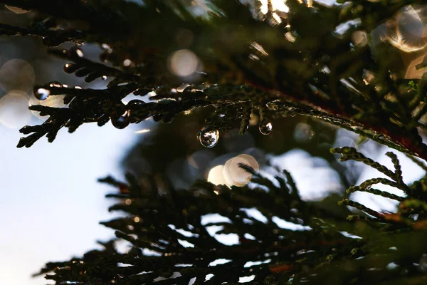 Yakından Çekilen Ağaç Dalları Altın Güneş Tarafından Parıltılı Bokeh Ile — Stok fotoğraf