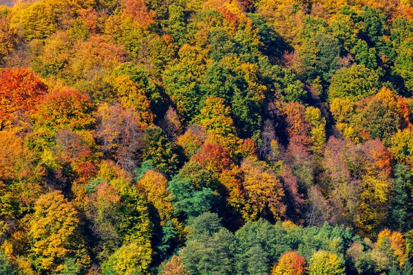 山の中腹には色とりどりの紅葉が美しい — ストック写真