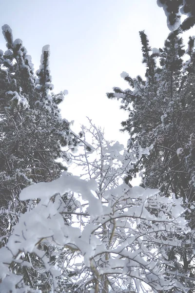 Vertical Shot Snow Capped Trees Lake Tahoe California — Stockfoto