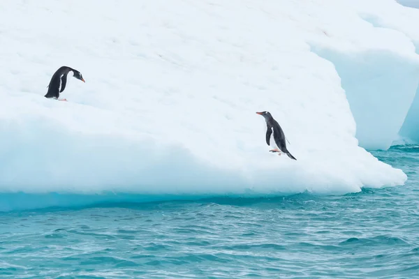 Two Gentoo Penguins Ice Ocean Antarctica Daylight — Foto de Stock