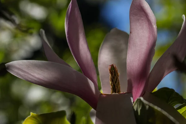 Une Mise Point Sélective Magnolia Rose Fleurit Extérieur — Photo