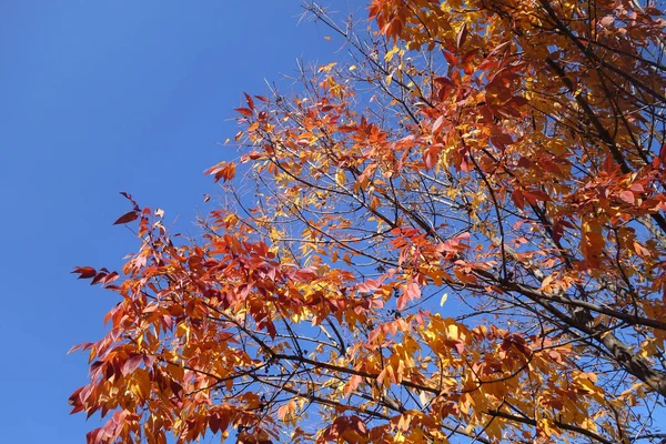 Eine Flache Aufnahme Von Ästen Mit Gelben Blättern Gegen Den — Stockfoto