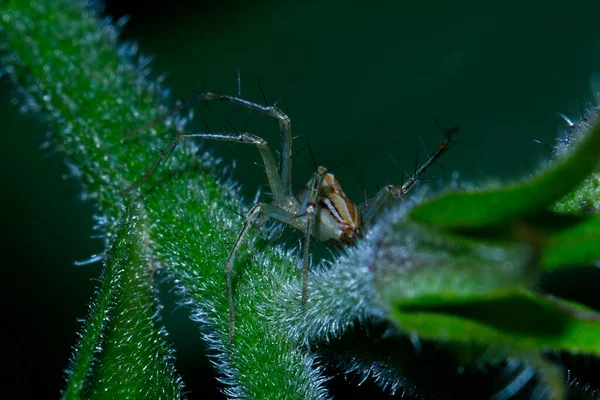 Enfoque Selectivo Una Araña Diminuta Tallo Verde —  Fotos de Stock