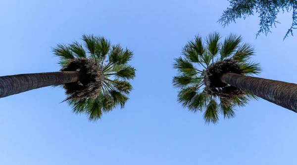 Uzun Palmiye Ağacının Alçak Açılı Görüntüsü — Stok fotoğraf