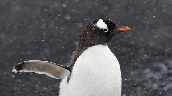 Portrait Cute Gentoo Penguin Snowfall Antarctica Blurry Background — Photo