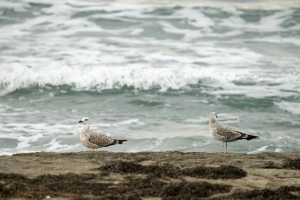 沙滩上两只可爱的海鸥 — 图库照片