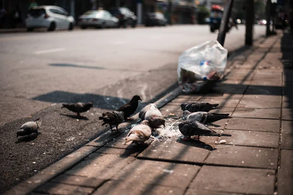 Beautiful Shot Bunch Pigeons Eating Bread Crumbs Ground — Photo