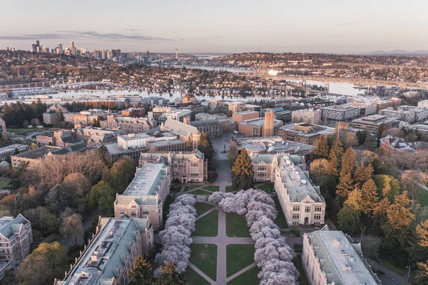Aerial View Cherry Blossoms University Washington Seattle Sunrise — Foto de Stock