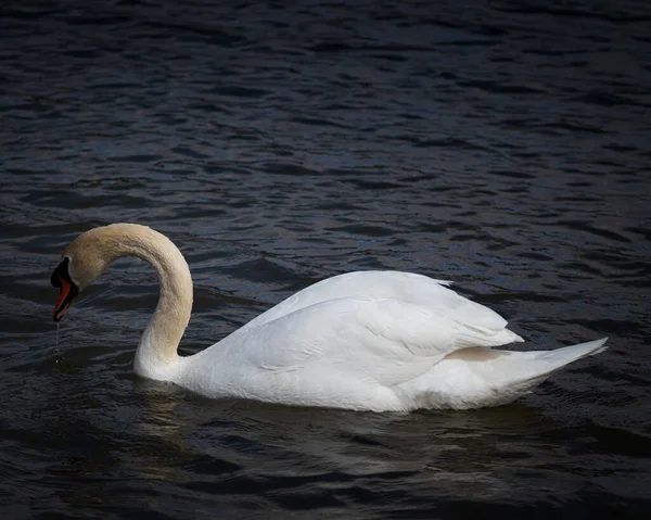 Closeup Mute Swan Floating Lake — Stock Photo, Image