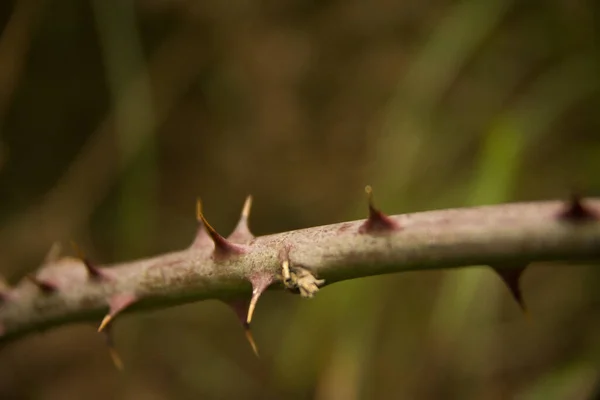 ぼやけた背景にとげのある植物のクローズアップショット — ストック写真