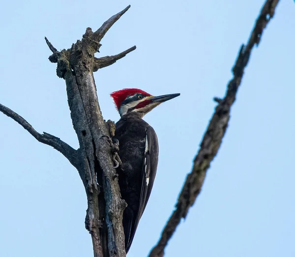 Beautiful Shot Woodpecker Leaning Branch Tree Bright Clear Day — Stockfoto