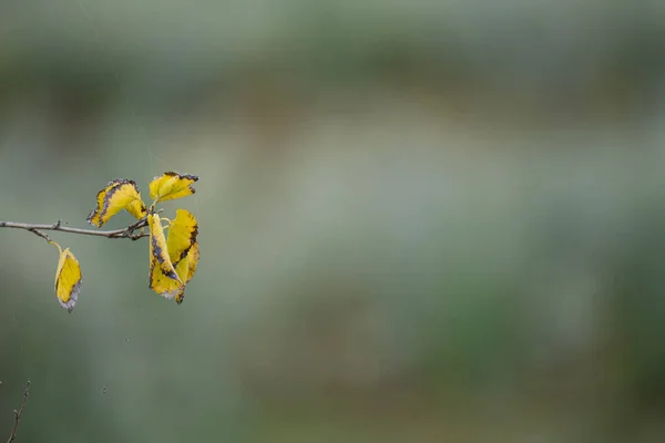 Eine Nahaufnahme Von Gelben Blättern Auf Dem Ast Auf Unscharfem — Stockfoto