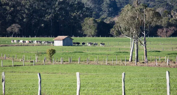 Paisaje Rural Con Ganado Campo Verde — Foto de Stock