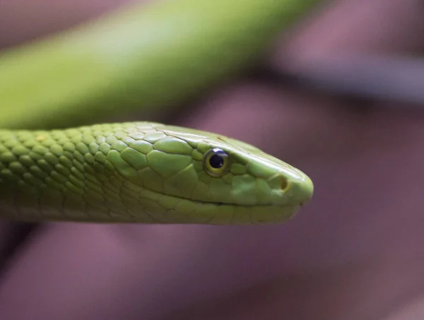 Tiro Perto Uma Cobra Arbórea Verde — Fotografia de Stock