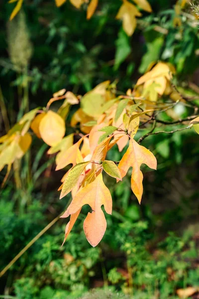 Vertical Shot Silky Sassafras Tree Sassafras Albidum Yellow Leaves Blurred —  Fotos de Stock